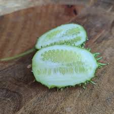 Image result for Cucumis meeusei