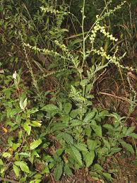 Image result for Agrimonia