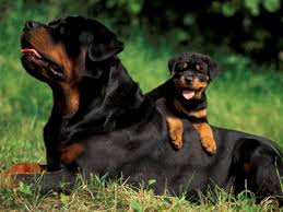 Rottweiler Uremesi Hayvan Sagligi