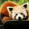 Ever since childhood, i have been a great fan of zoos, but one question always bothered me; 1