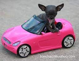 Tiny Teacup Size Blue Chihuahua Drives A Pink Convertible Bayi Anjing Anak Anjing Lucu Teacup Chihuahua