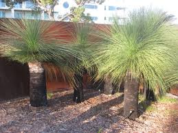 Plantwerkz Xanthorrhoea Australis Grass Tree Black Boy Native Garden Front Garden Design Boys Garden
