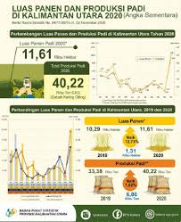 Dan kaltara disiapkan sebagao penyangga pangan itu. Produksi Beras Kaltara 2020 Diperkirakan 23 720 Ton Niaga Asia
