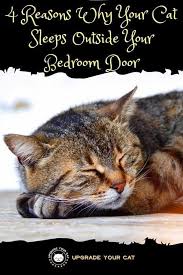 Thankfully, felines can quickly be trained out of the behavior before they hurt themselves or your home. Why Does My Cat Sleep Outside My Bedroom Door It S A Good Thing Upgrade Your Cat