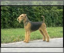 Airedale terrier puppies for sale select area. Puppyfinder Com Airedale Terrier Puppies Puppies For Sale Near Me In Texas Usa Page 1 Displays 10