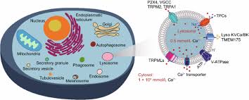 We did not find results for: Release And Uptake Mechanisms Of Vesicular Ca2 Stores Springerlink
