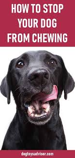 Does Your Dog Chew On Your Furniture Learn With Our Tips How To Stop Your Dog From Chewing Everything With Chew To Stop Dog Chewing Dogs Dog Chewing Furniture