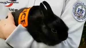 Aujourdhui, on ne met plus de harengs dans l'eau douce, mais on accroche, le plus discrtement possible parfois mme les hommes politiques sont complices. Poisson D Avril Les Trois Meilleures Blagues Vues Sur Internet