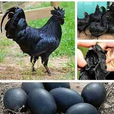 5 Fakta Tentang Ayam Cemani Salah Satu Unggas Termahal Di Dunia