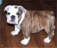 Official rare color chart for akc english bulldogs by alesia dixon is licensed under a creative commons breeders, please put your dogs color somewhere in the akc registered name so as to preserve rare color pedigrees. Bulldog Dog Breed Information And Pictures
