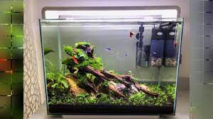 Contoh Mini Aquascape Sederhana Nano Tank Dan Planted Tank Youtube