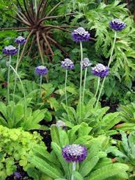 Image result for Primula capitata
