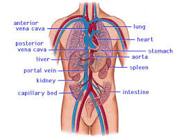 Vevor torso anatomy model 17inch human torso 23 parts unisex human integumentary system of the upper torso. The Cardiovascular System Of The Upper Torso Anatomy Medicine Com