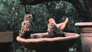 Depending on how dirty your bird is, you may be able to clean her simply by misting her with water. Baby Owls In Bird Bath Youtube