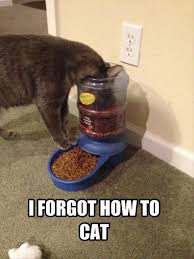 Funny Pictures Cat Food Dump A Day Crazy Cats Cat Pics Pets
