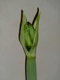 Image result for Hippeastrum sp. cultivars