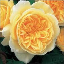 Last week we finally moved house! Top 10 Most Beautiful Yellow Roses