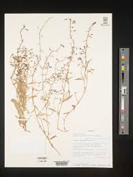 Image result for Lobelia fervens