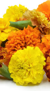 Check spelling or type a new query. Edible Flowers Marigold Twist Farm Fresh Seasonal Flowers Gifts Delivered Kumeu And Auckland