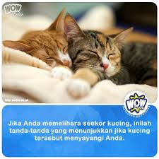 Perlakukan kucing sebagai hewan mandiri. Fakta Wow Berita Indonesia Ar Twitter Https T Co By5shkgc26 Berikut Ini Merupakan Sejumlah Tanda Bahwa Kucing Sayang Kepada Kita 1 Meremas Gerakan Meremas Kucing Yakni Ketika Mereka Berusaha Untuk Menggerakan Bagian Kaki Depan