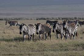 Where do zebras live : Plains Zebra Facts Common Zebras Equus Quagga