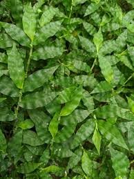 Image result for Oplismenus burmannii