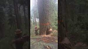 Baum fällen geht schief 2017. Baumfallung Geht Schief Youtube