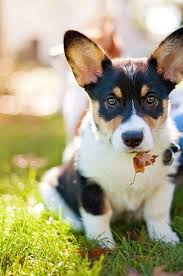 Pretty Corgi Corgi Cute Puppies Corgi Facts