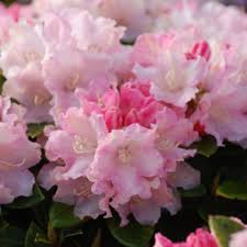 Rhododendron Yak Dream Land Rhododendron Dreamland Azaleas