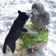 Love Is All We Need Video Em 2020 Animais De Estimacao Caes Divertidos Animais Amorosos