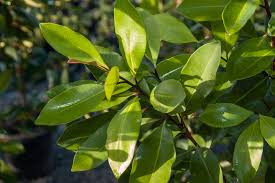 Image result for Tristaniopsis