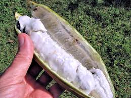 Just wanted to make a quick video on the progress of our ice cream bean tree!! Growing Ice Cream Bean Pacay Inga Feuilleei