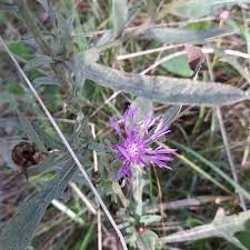 Image result for Centaurea praecox