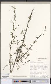 Image result for Aeschynomene nyassana