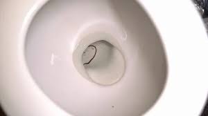 We did not find results for: Earthworm Stock Footage Royalty Free Stock Videos Page 27