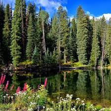 We did not find results for: It S Wildflower Season On Grandmesa Grandjunction Colorado Grandmesanationalforest July Wildflowers Colorado Scenery Colorado Lakes Travel And Tourism