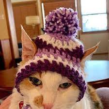 Cat Sombrero Sombrero For Cats Sombrero Hat With Ear Holes Etsy Cat Halloween Costume Cat Bandana Small Dog Bows