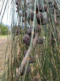 Image result for Casuarina verticillata