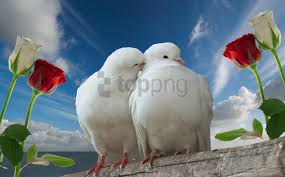 Hai everyone,my favorite flower is rose.that is why , roses are symbol of love.the bright colors and fragrant of the roses are very attractive to both us and insects.i like roses with a heavy bunch of petals with red color. Couple Doves Love Rose Sky Wallpaper Background Best Stock Photos Toppng