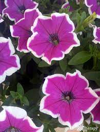 Modern Petunia Varieties No Longer Just The Pinkest Pink Flower Garden Therapy Petunias Petunia Plant Container Gardening Flowers