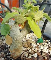 Image result for Dorstenia buchananii