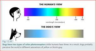 How do dogs see well at night. Can Dogs See Color Nbsp And How Do We Know Dr Sophia Yin