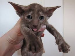 When it comes to popularity, these. Oriental Shorthair Info History Personality Kittens Diet Pictures Cat Breed Selector