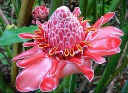 Pin By Estelle On Palette Of Colours Rainforest Plants Amazon Flowers Amazon Rainforest Plants