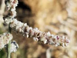 Image result for Aerva javanica