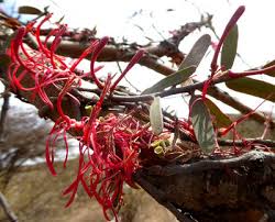 Image result for Plicosepalus sagittifolius