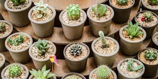 Would you like a desert with that? Types Of Cactus