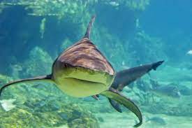 Maybe you would like to learn more about one of these? Sharks Swim Into The Vancouver Aquarium 604 Now