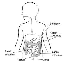 Hirschsprung Disease Niddk Like any muscle, the brain needs to be exercised and challenged. hirschsprung disease niddk