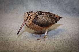Brown bird with long beak. American Woodcock Wild Bird Fund